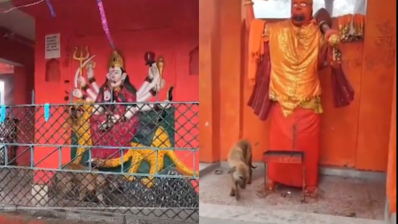 बिजनौरः मंदिर में कुत्ते की परिक्रमा पर सामने आई डॉक्टरों की राय, ये वजह निकलकर आई सामने... -