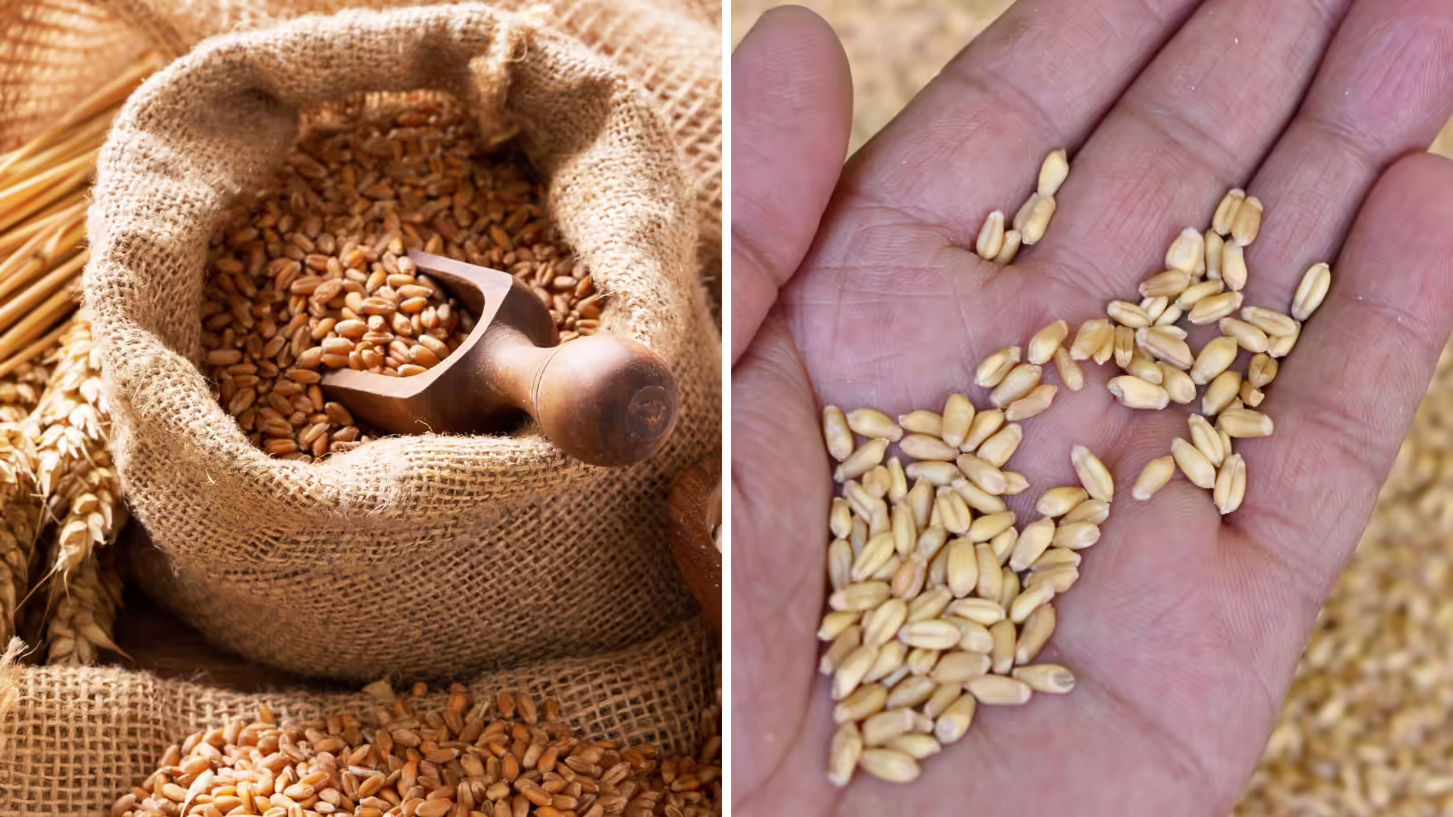 गेहूं को घुन से बचाने के लिए बस इन 2 चीजों का करें इस्तेमाल, बड़े स्टोर में भी रहेगा सुरक्षित