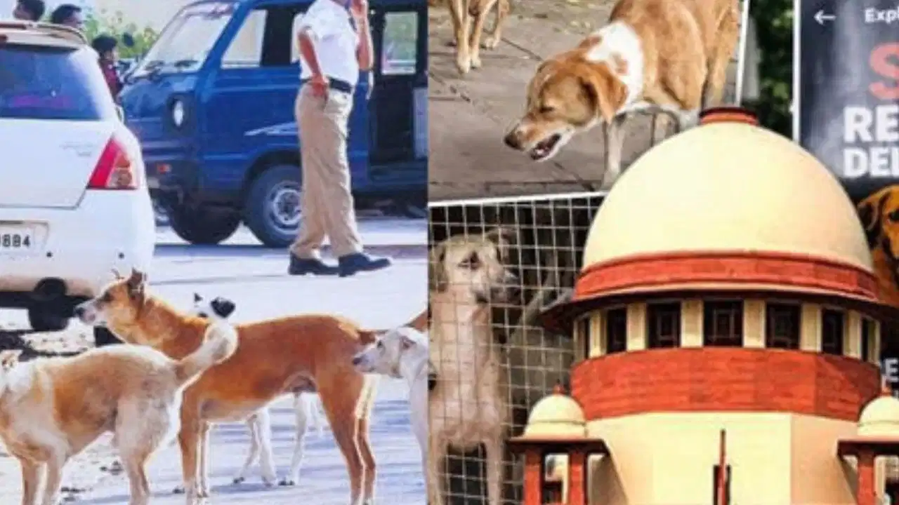 आवारा कुत्तों पर सुप्रीम कोर्ट का बड़ा फैसला, 2025 का आदेश रहेगा लागू