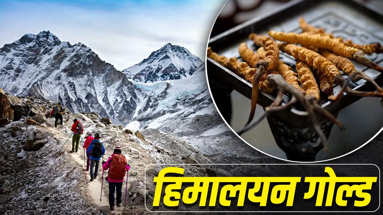 शिलाजीत से भी महंगी है यह ‘हिमालयन गोल्ड’ जड़ी-बूटी, जानिए इसके फायदे और खासियत