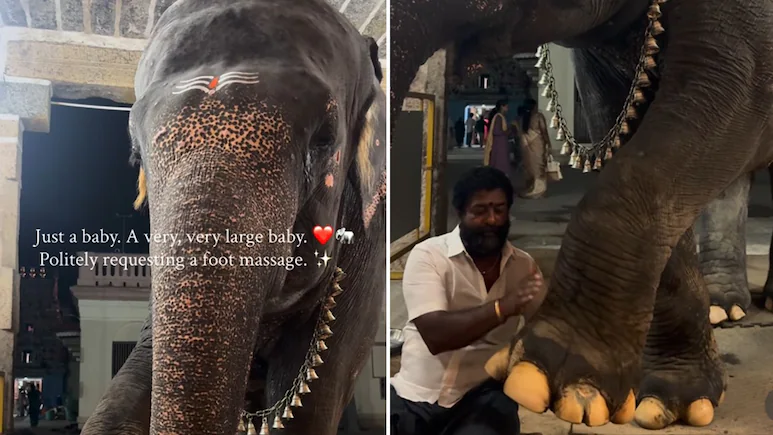 तमिलनाडु के मंदिर में हाथी की लग्जरी सेवा, फुट मसाज का वीडियो जीत रहा लोगों का दिल