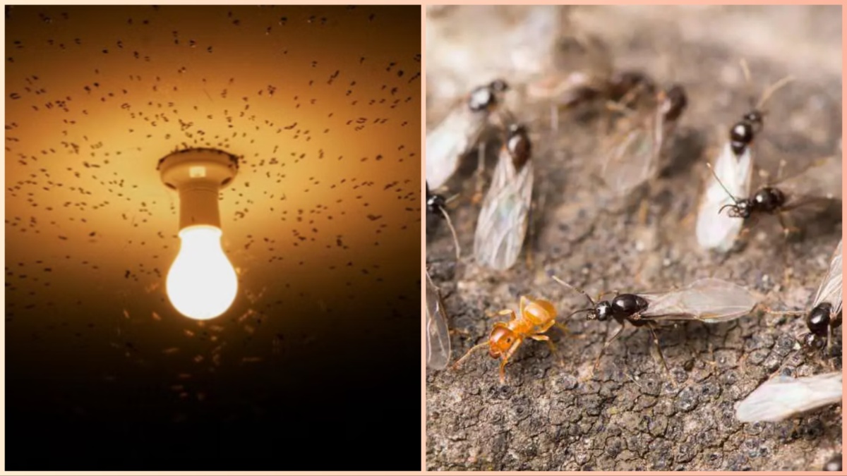 Monsoon Insects Home Remedies: बरसाती पंख वाले कीड़ों से हैं परेशान? घर के मसालों से तैयार करें असरदार स्प्रे, मिनटों में मिलेगा छुटकारा