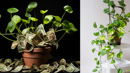 Money Plant Vastu: घर में मनी प्लांट है तो ये 7 गलतियां भूलकर भी न करें, वरना रुक सकती है बरकत