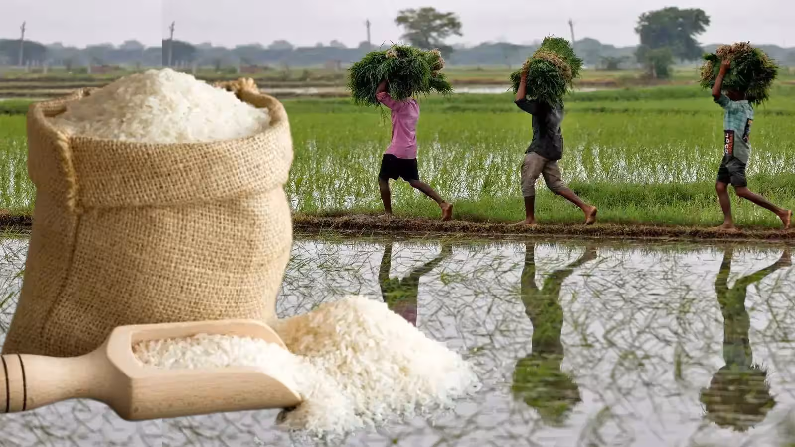 कम बारिश और बढ़ती ग्लोबल डिमांड से चावल महंगा